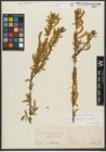 Foto von Salix triandra subsp. triandra L.